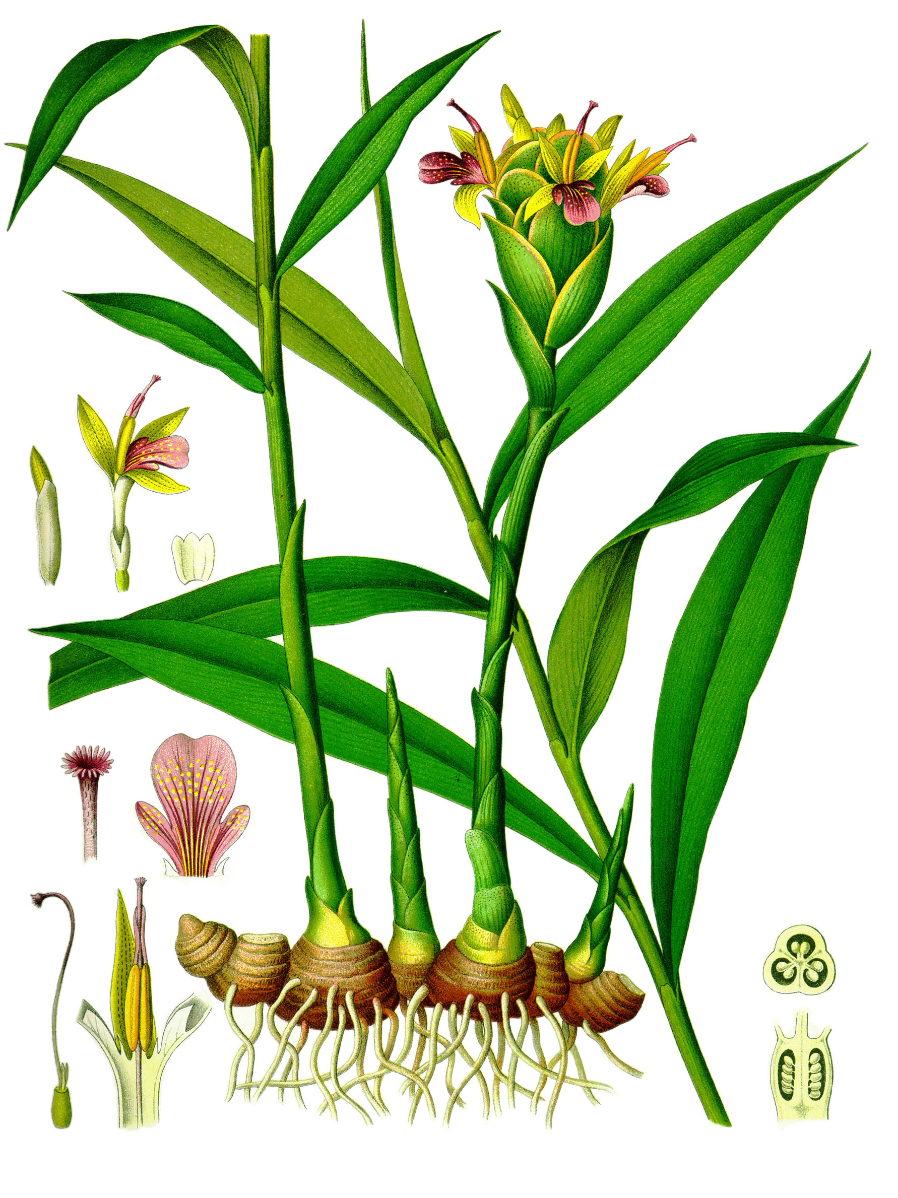 raiz de symphytum officinale