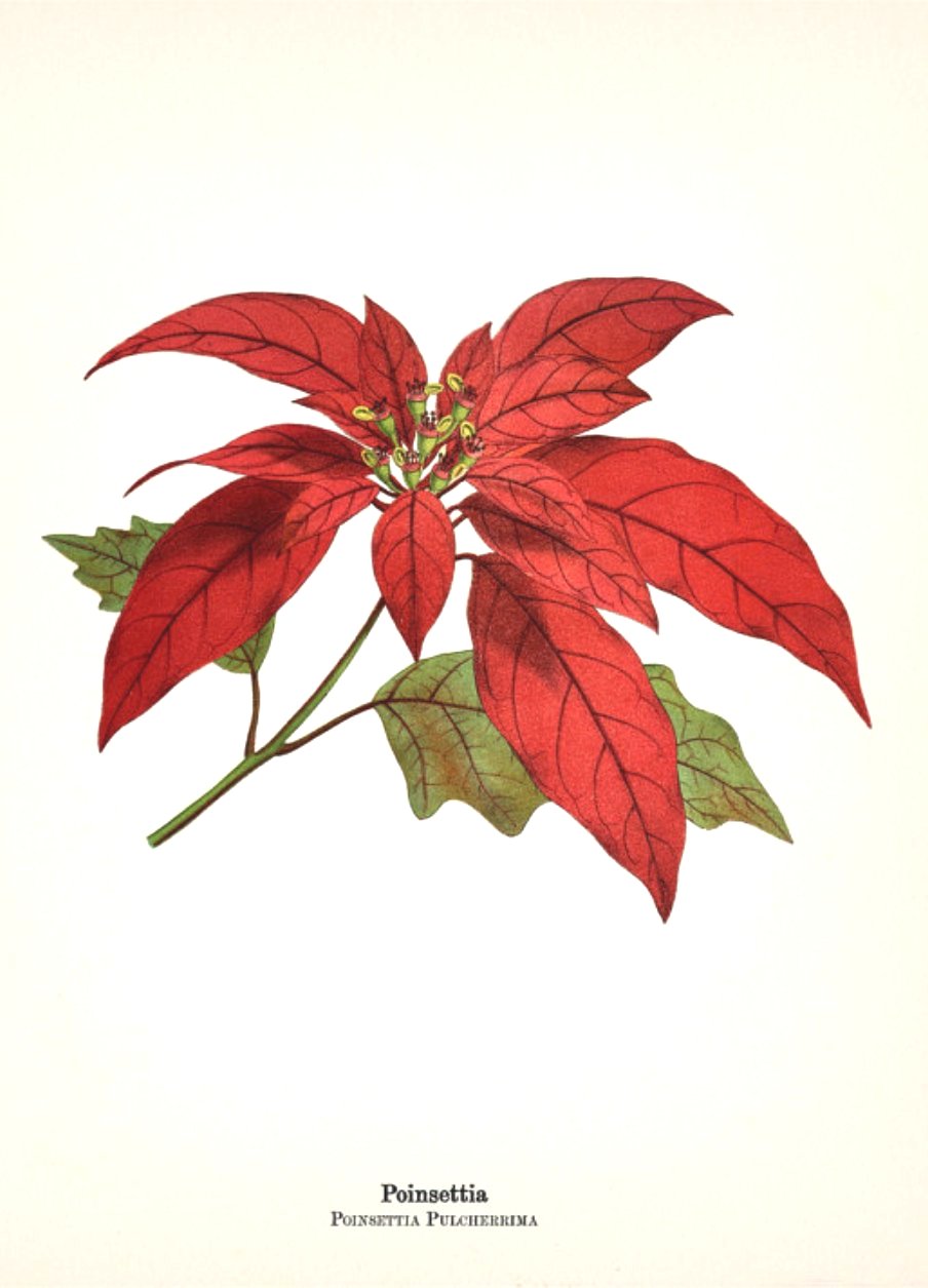 Perche La Stella Di Natale Perde Le Foglie.Euphorbia Pulcherrima Sistematica Etimologia Habitat Descrizione