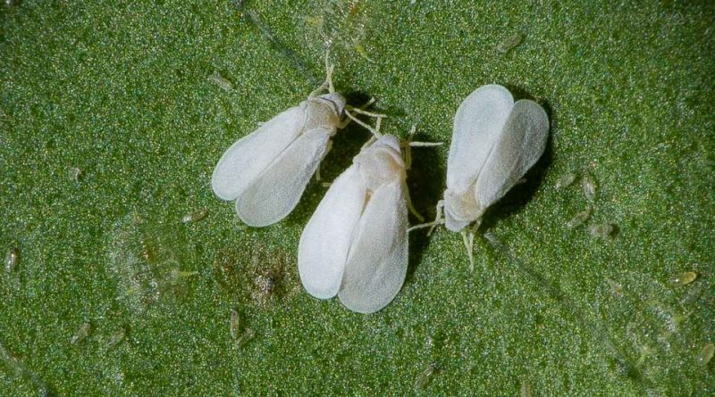 Aleurothrixus floccosus Sistematica, Habitat, Ciclo biologico