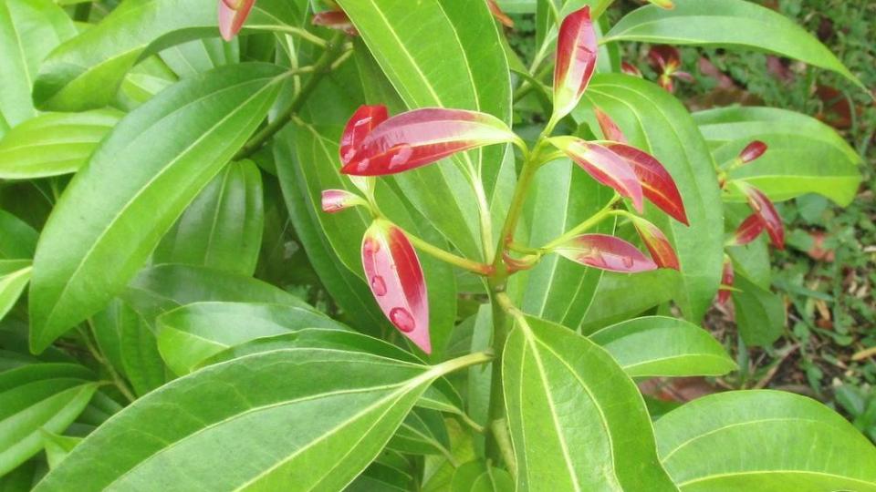 Cinnamomum verum Sistematica, Etimologia, Habitat, Descrizione