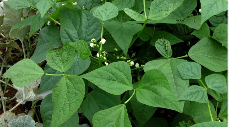 Phaseolus Vulgaris: Sistematica, Etimologia, Habitat, Descrizione ...