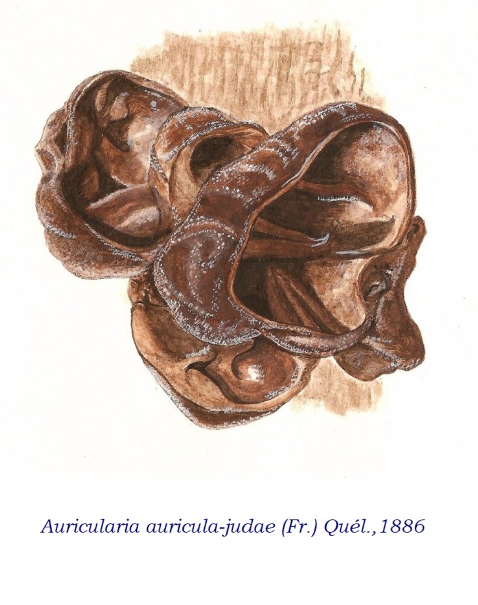 auricula meretricula translation wheelock chapter 9