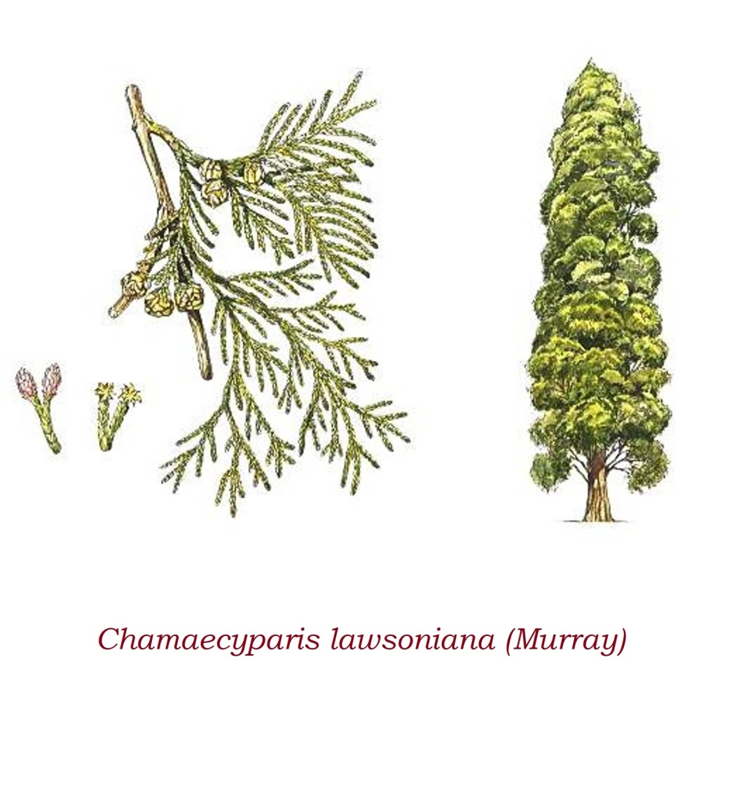 Chamaecyparis lawsoniana Ботаническая иллюстрация