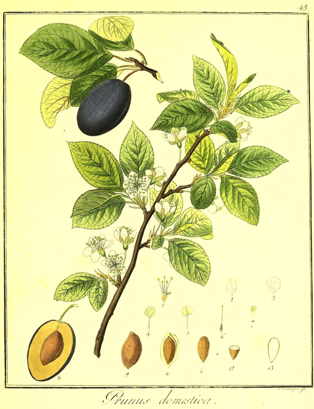 Italiano Prunus domestica Sistematica, Etimologia, Habitat ...