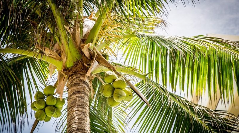 Italiano Cocos Nucifera Sistematica Etimologia Habitat Coltivazione