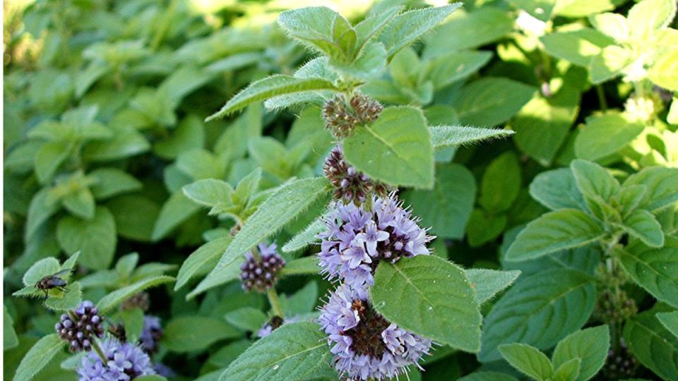 It Mentha Arvensis Sistematica Etimologia Habitat Coltivazione