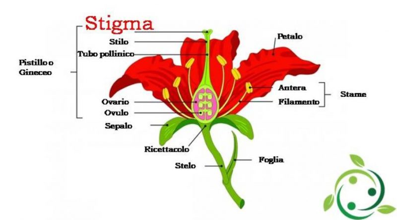 stigma-definizione-caratteristiche-morfologia-funzione