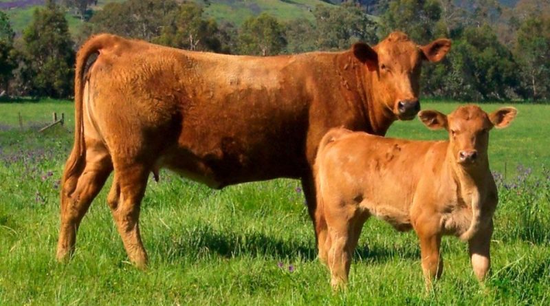 Gelbvieh Sistematica, Areale, Attitudine produttiva, Origini