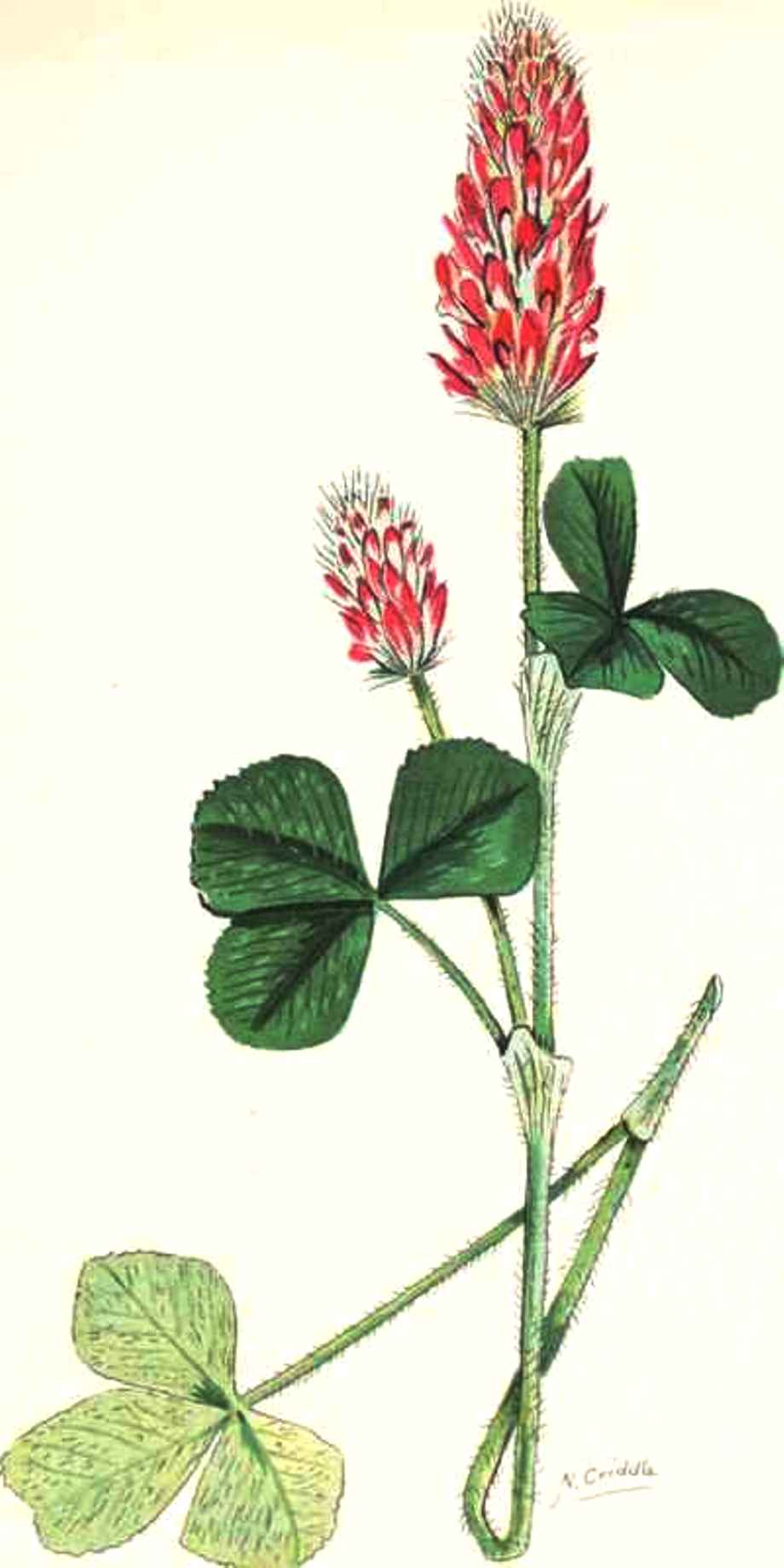 Trifolium incarnatum