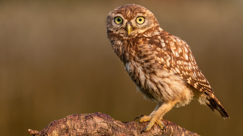 Athene Noctua Sistematica Habitat Biologia Ruolo Ecologico