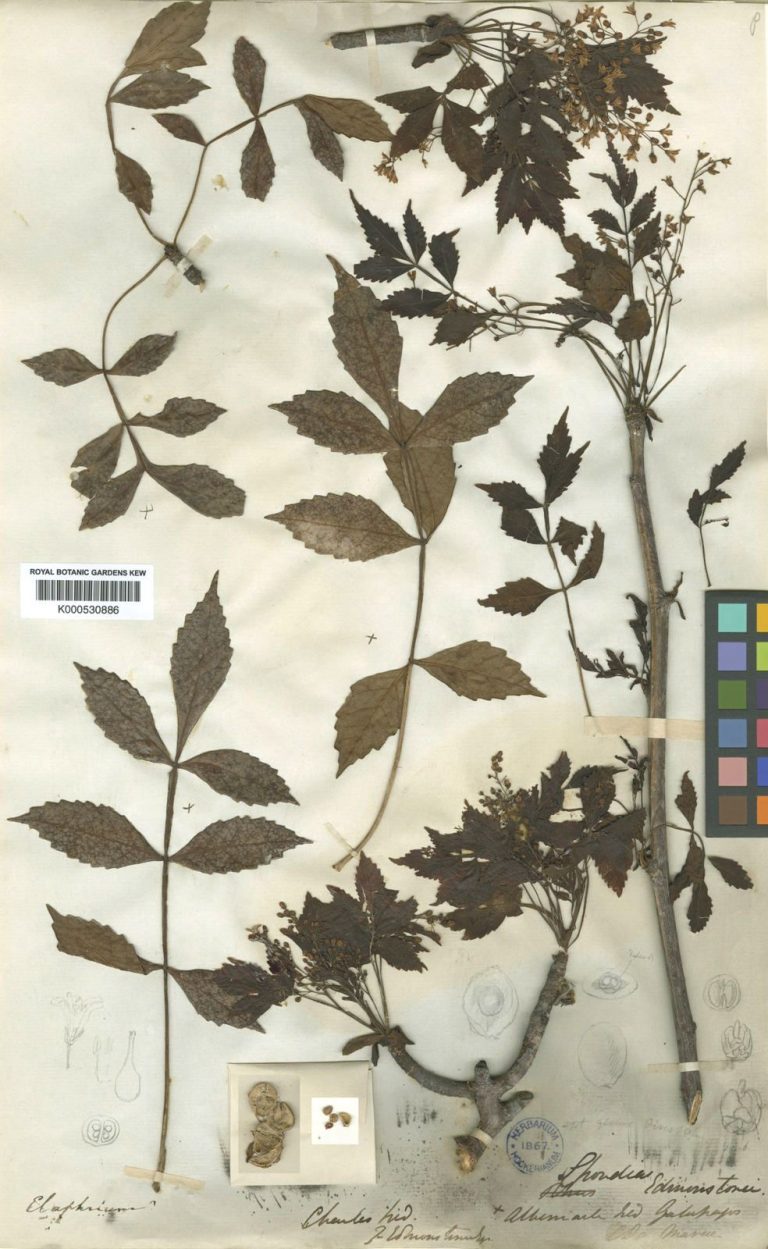 Bursera graveolens Sistematica, Etimologia, Habitat, Coltivazione