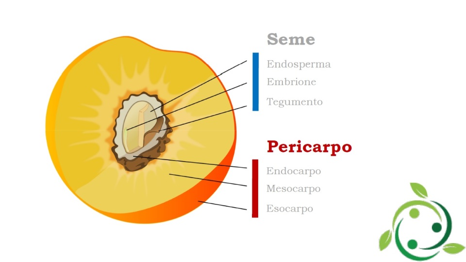 Pericarpo Definizione Significato Morfologia Differenze