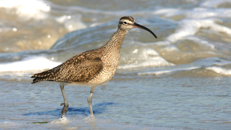 Hudsonian Whimbrel in Habitat