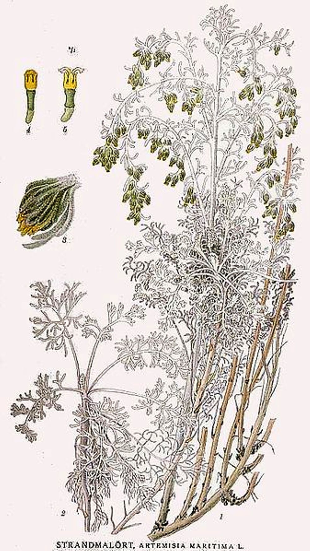 Полынь Artemisia maritima