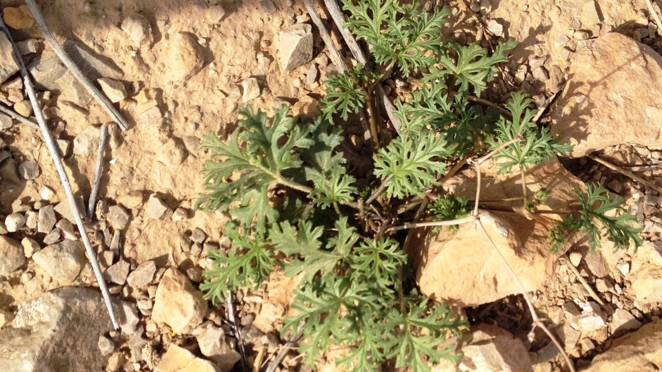 Boswellia Frereana Sistematica Etimologia Habitat Coltivazione