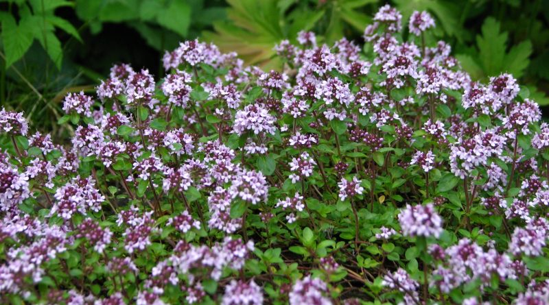 Il serpillo (Thymus serpyllum L.) è conosciuto anche come pepolino