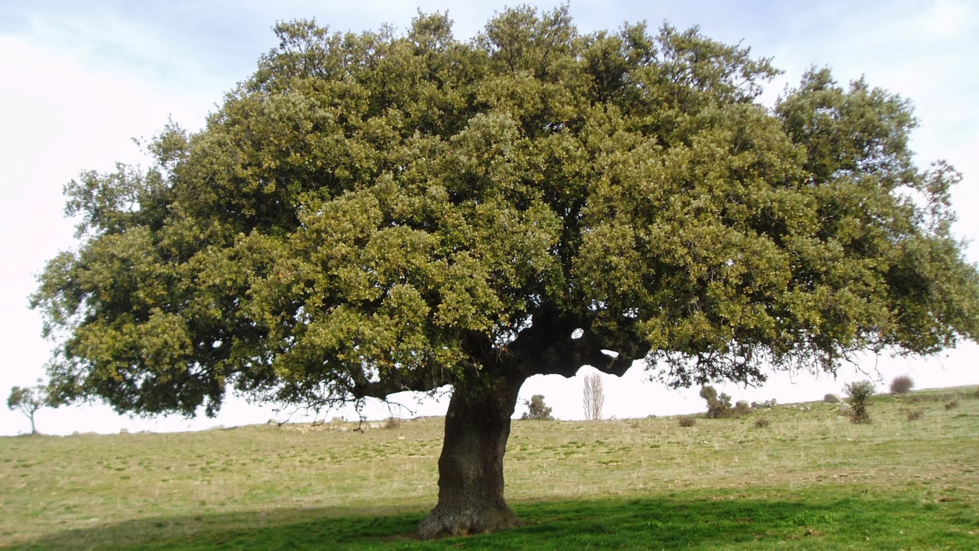 Quercus ilex: Sistematica, Etimologia, Habitat e Caratteristiche