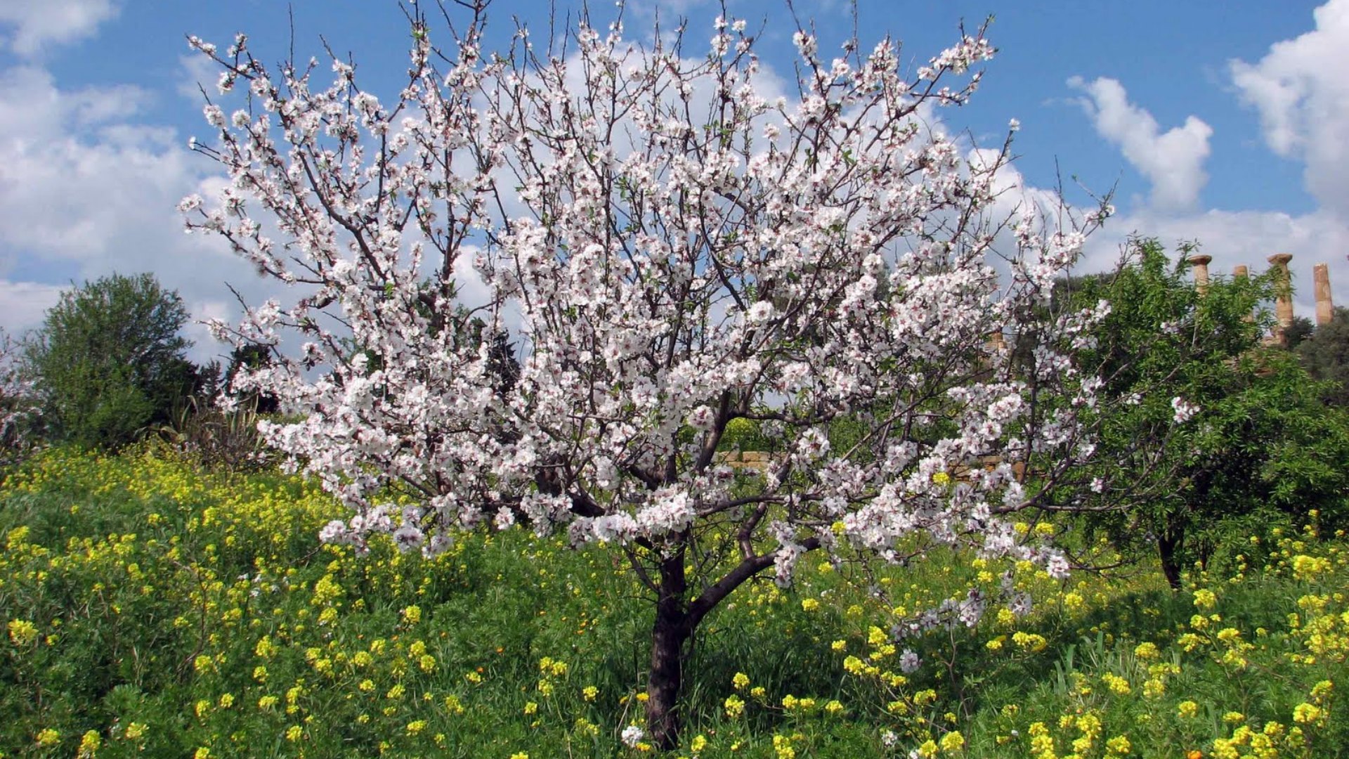 6 FRESH TREE CUTTINGS Bitter Almond Prunus Dulcis  Ideal Rootstock for Grafting