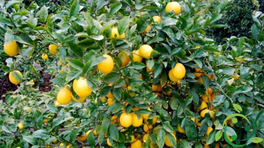 Come coltivare il limone caviale in maniera biologica