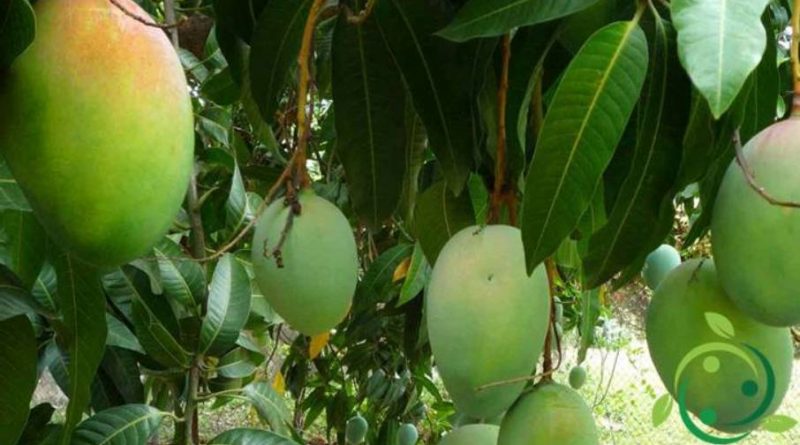 Come coltivare il mango in maniera biologica