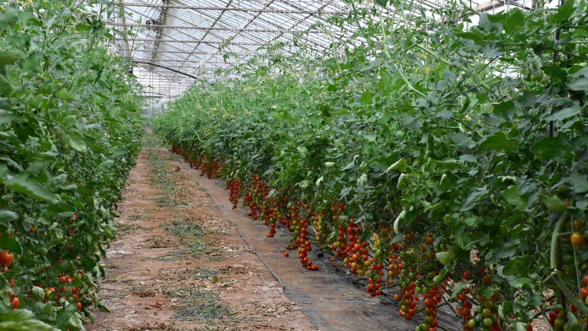 Le coltivazioni in serra bruciano il pianeta attraverso le emissioni