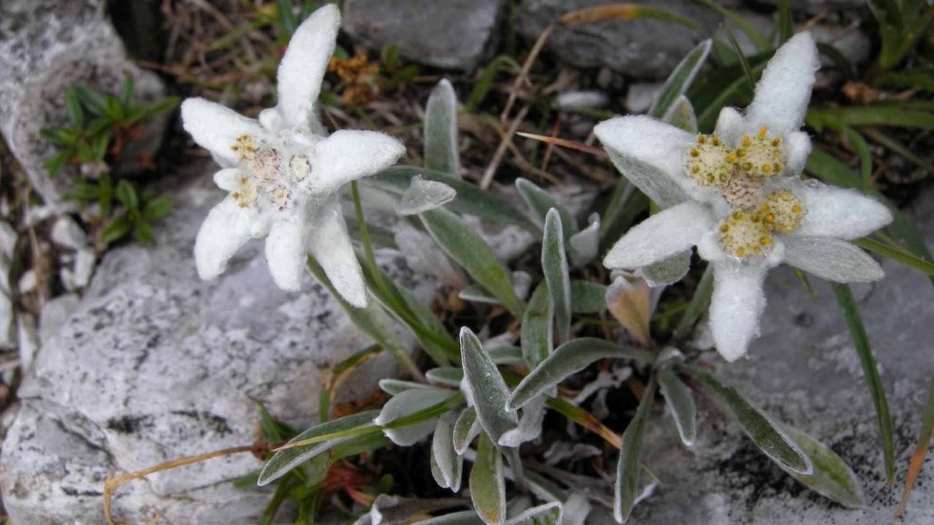 Stella alpina (Leontopodium alpinum) - Dizionario delle erbe: Piante  medicinali & erbe 