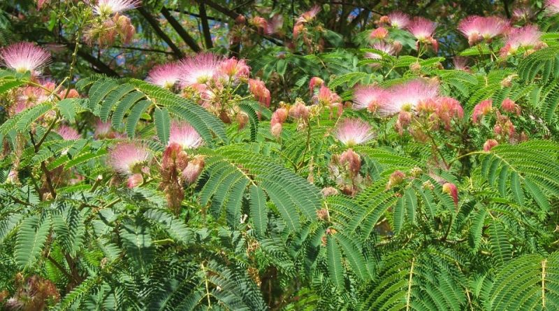 (Italiano) Albizia julibrissin: Sistematica, Etimologia, Habitat ...