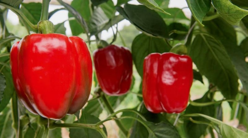  Italiano Capsicum  annuum  Sistematica Etimologia 