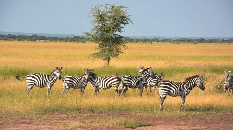 Parco Nazionale Del Serengeti: Paesaggio, Flora E Fauna ...