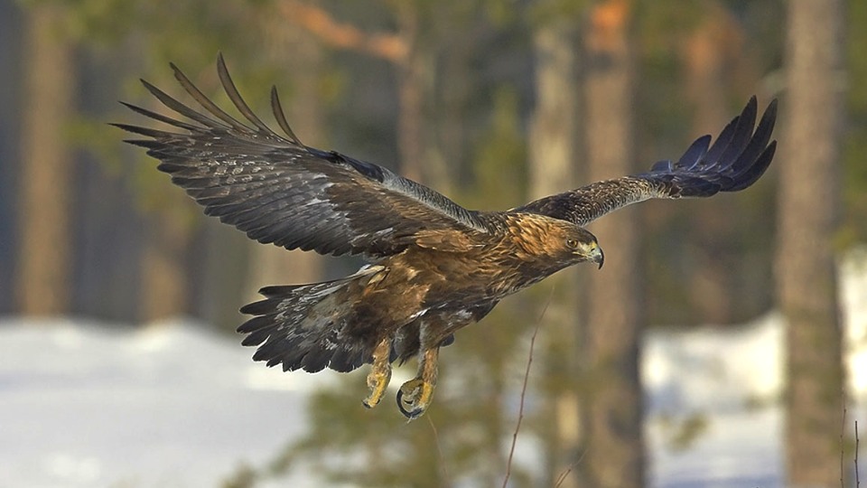 Aquila chrysaetos: Systematics, Habitat, Ecological Role ...