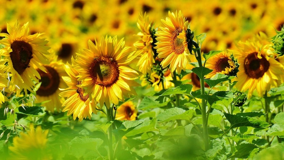 Helianthus annuus: Sistemática, Etimología, Hábitat, Cultivo