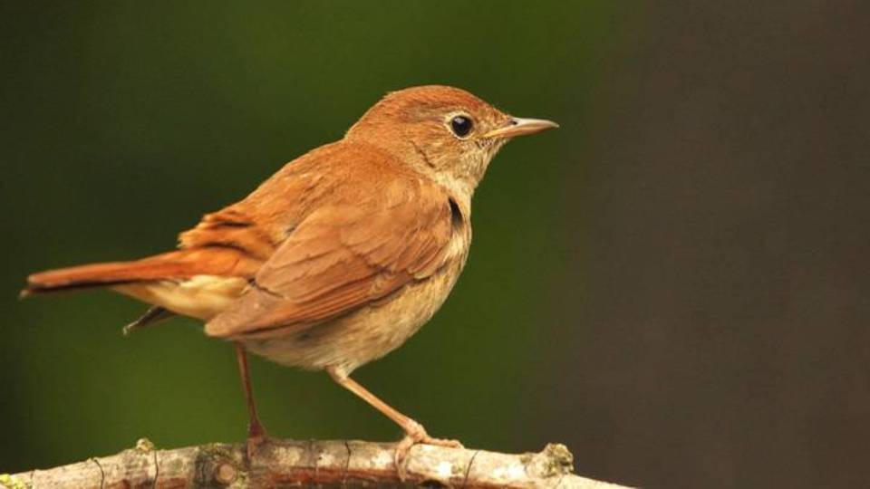 Italiano Luscinia Megarhynchos Sistematica Habitat Ruolo Ecologico