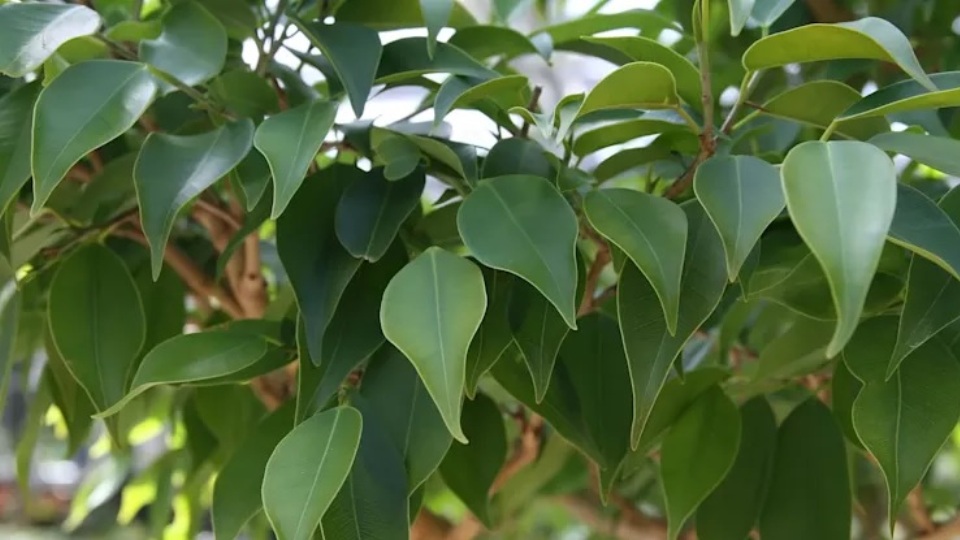 Lara benjamina. Ficus benjamina. Фикус Бенджамина Грин Кинки.