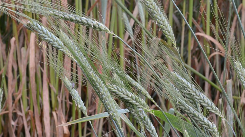 Impormak - ¿ Sabías Qué?🤓⁣ ⁣ ✓La palabra «trigo» proviene del vocablo  latino triticum, que significa «quebrado», «triturado» o «trillado»,haciendo  referencia a la actividad que se debe realizar para separar el grano