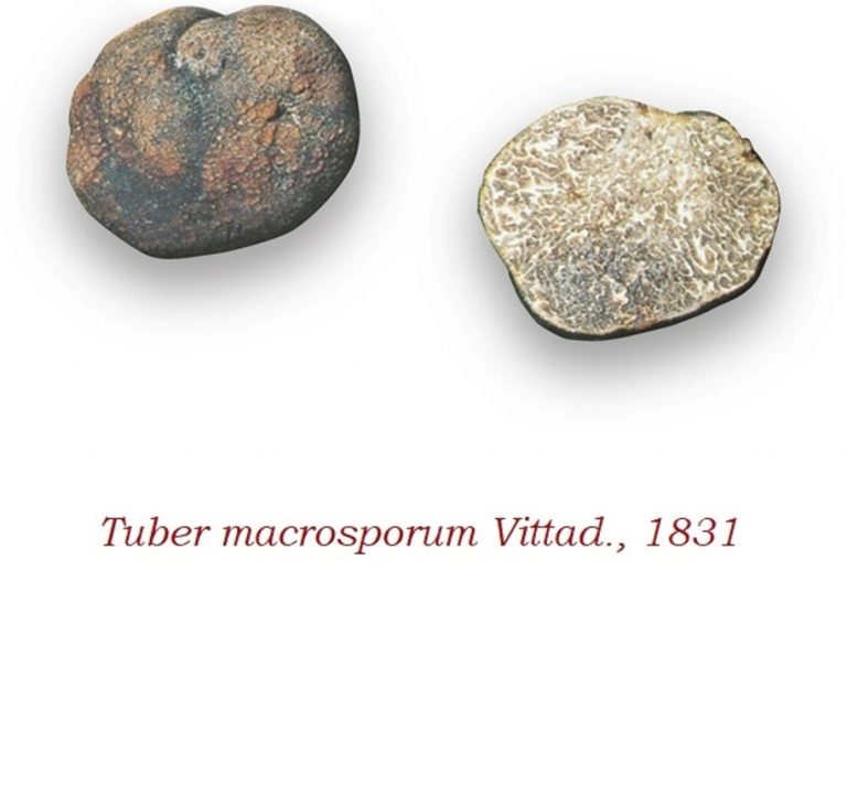 Tuber-macrosporum-768x712.jpg