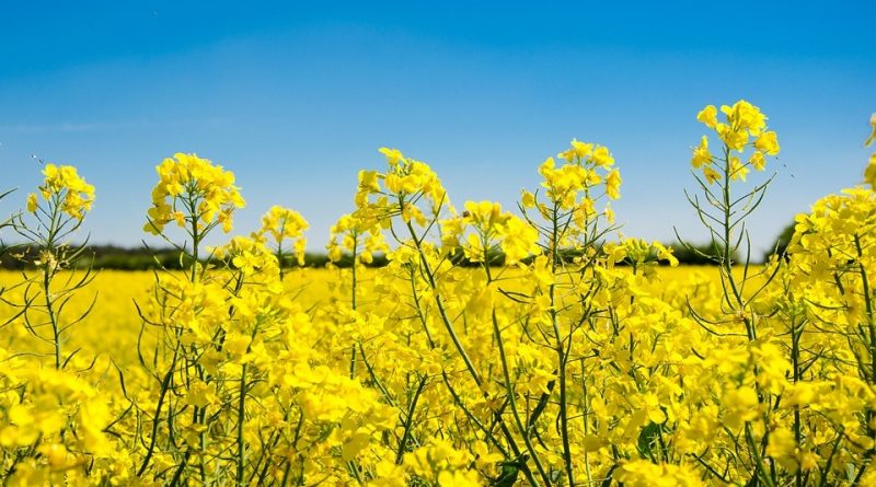 Brassica Napus: Sistematica, Etimologia, Habitat, Coltivazione ...