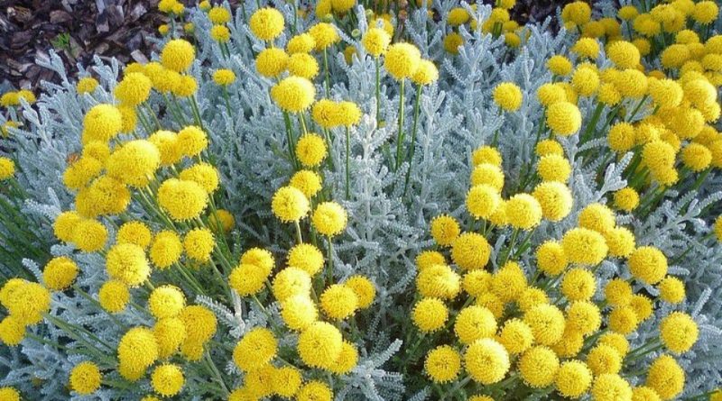 Italiano) Santolina chamaecyparissus: Sistematica, Etimologia, Habitat ...