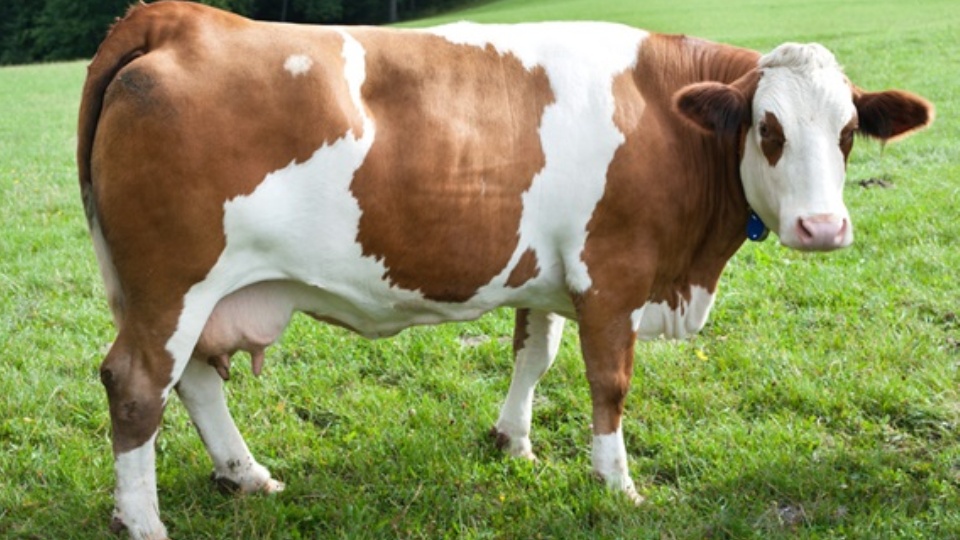 (Italiano) Simmental Tedesca Sistematica, Areale, Attitudine