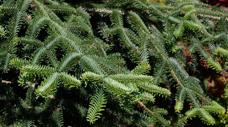 Habitat and cultivation of the Algerian fir Archivi - Un Mondo ...