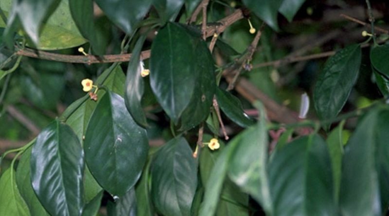 Garcinia hanburyi