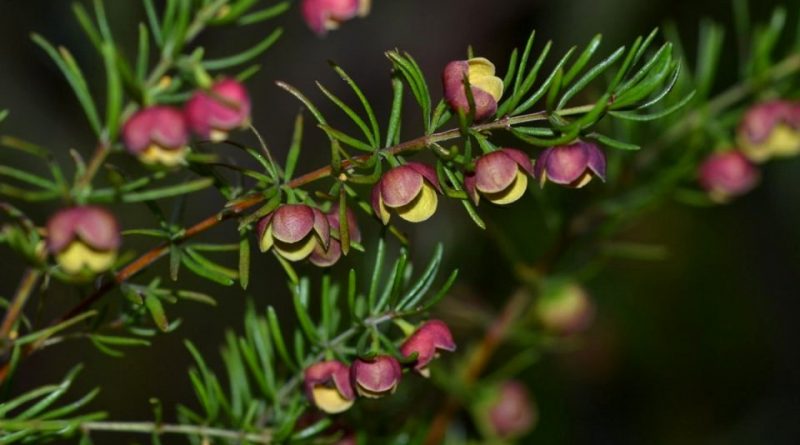 Italiano) Boronia megastigma: SIstematica, Etimologia, Habitat