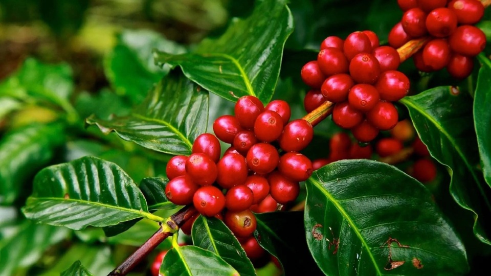 Coffea arabica: Sistemática, Etimología, Hábitat, Cultivo