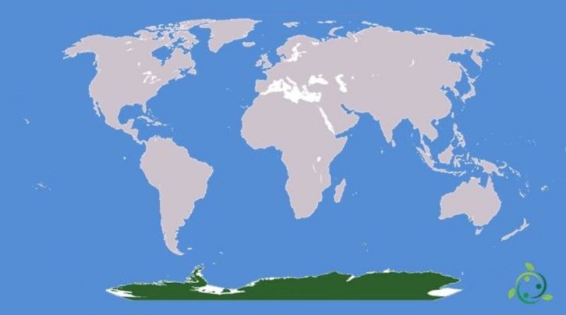 Ecozona antartica