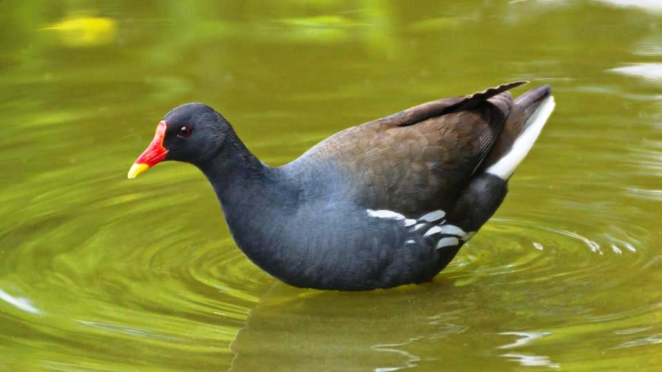 Gallinula chloropus: systematics, habitat, biology, ecological role