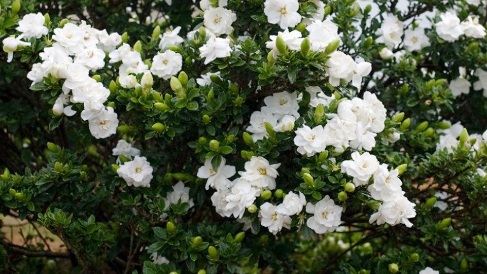Gardenia jasminoides: Sistemática, Hábitat, Cultivo