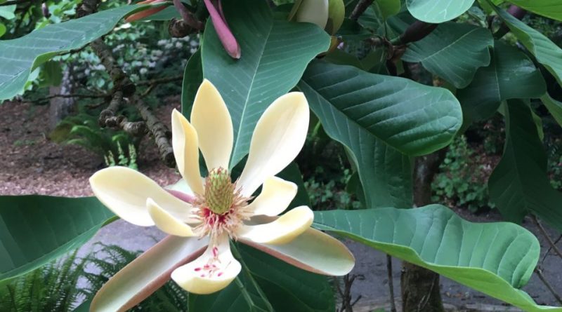 Magnolia officinalis