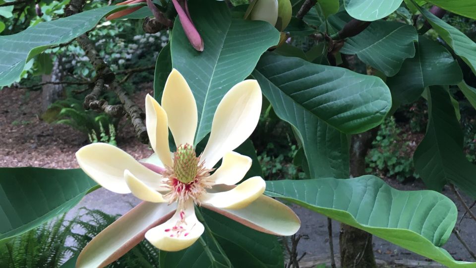it]Magnolia officinalis: Sistematica, Etimologia, Habitat, Coltivazione  ...[:]
