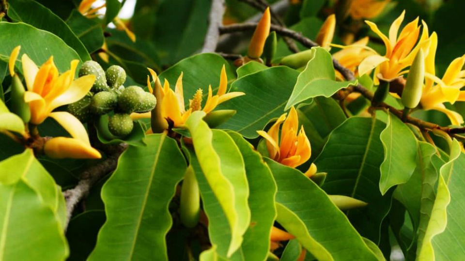Magnolia champaca: Sistemática, Etimología, Hábitat, Cultivo
