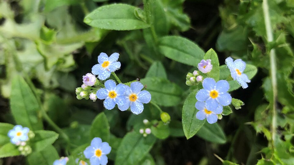 Myosotis scorpioides - Non-ti-scordar-di-mè acquatico - Acquista online su  Vivaibambù Store