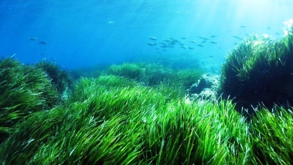 Морские водоросли картинки для детей